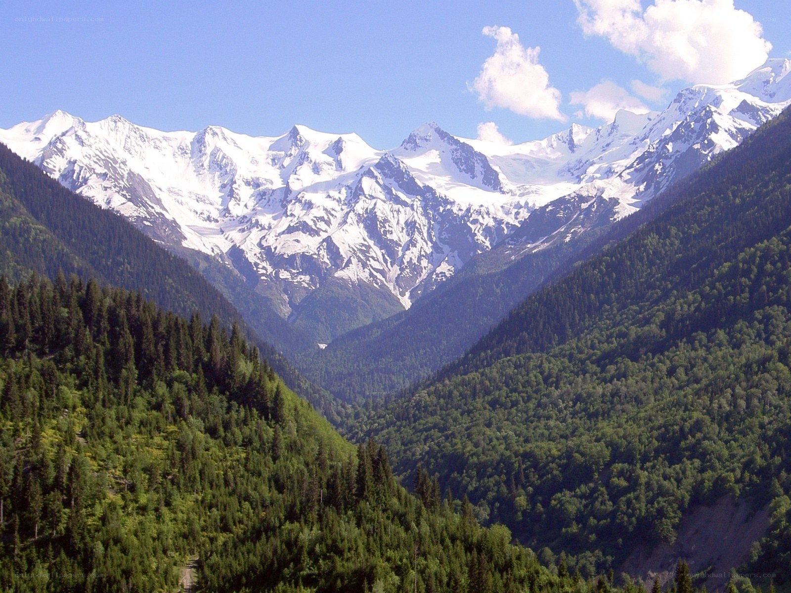snow-capped mountains and forest valley