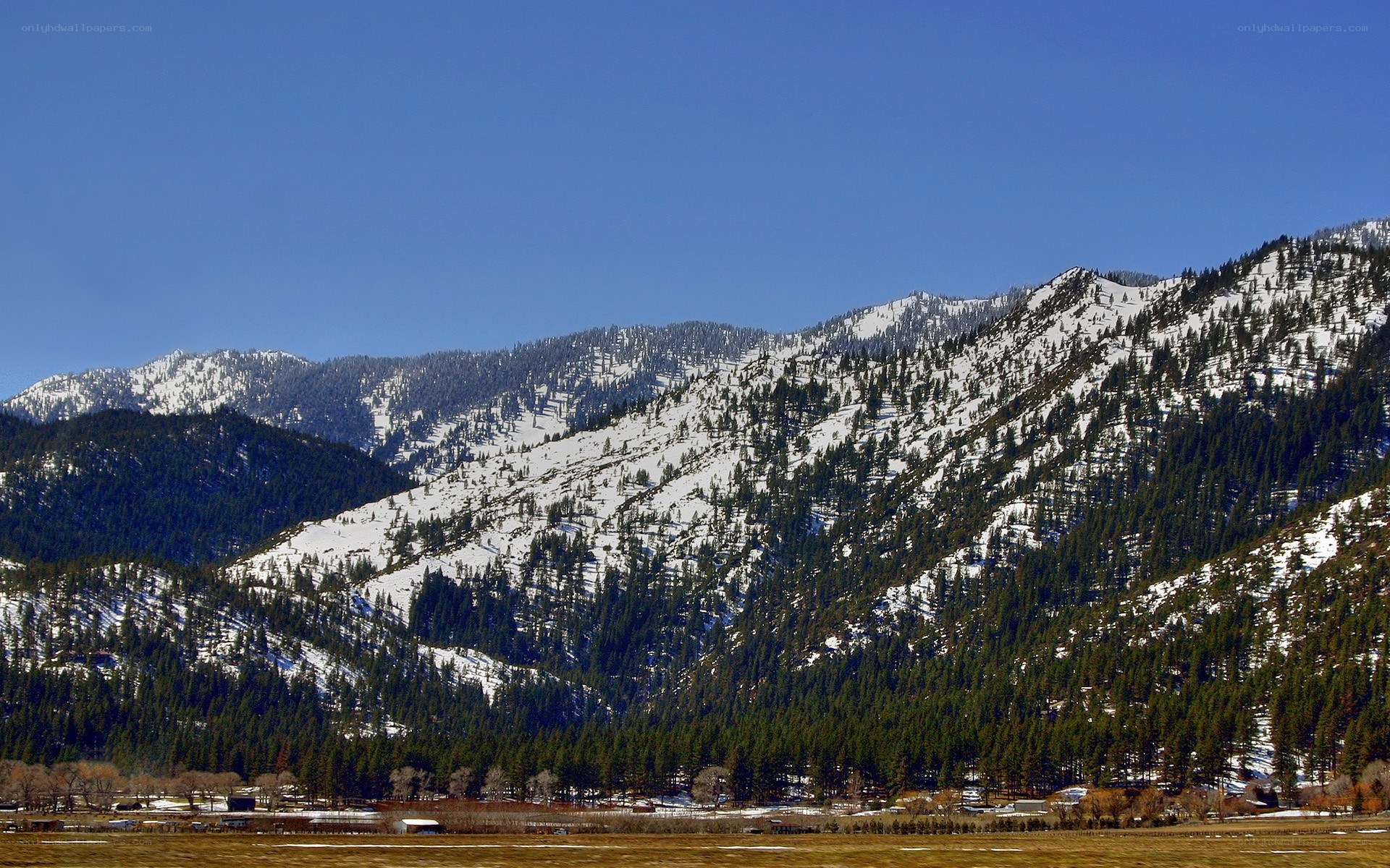 snow-capped mountains and forest valley