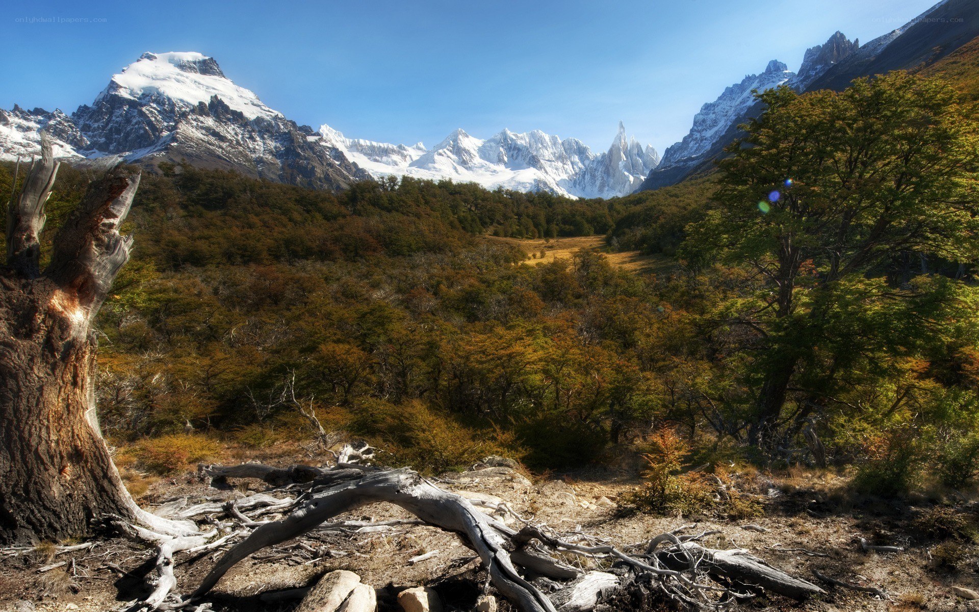 Snow-capped mountains and forest valley