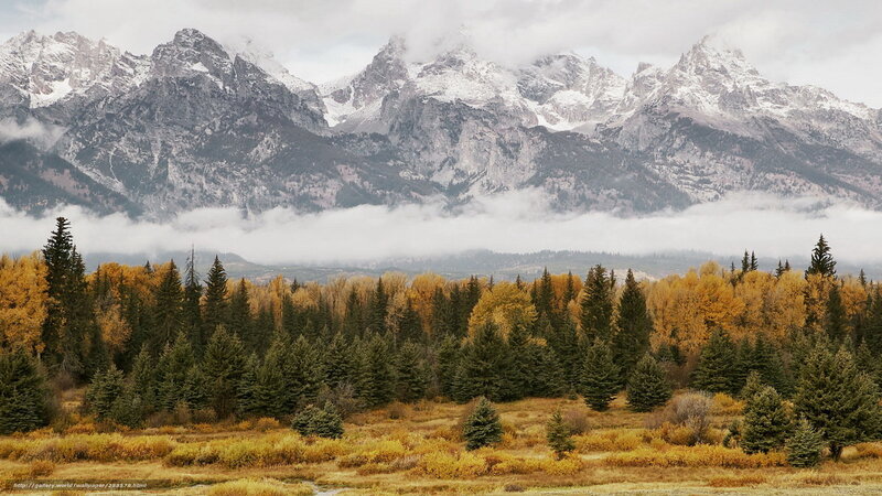 Snow-capped Mountains and Forest — Yellow, Serene