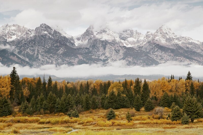 Snow-capped Mountains and Forest — Yellow