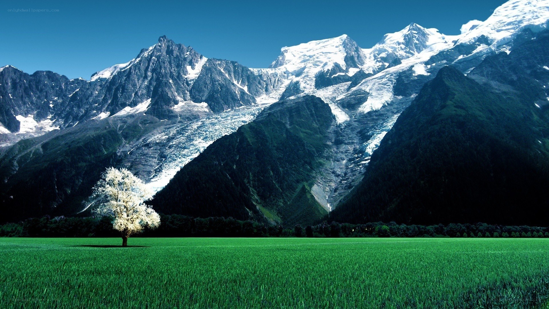 Snow-capped mountains and green field