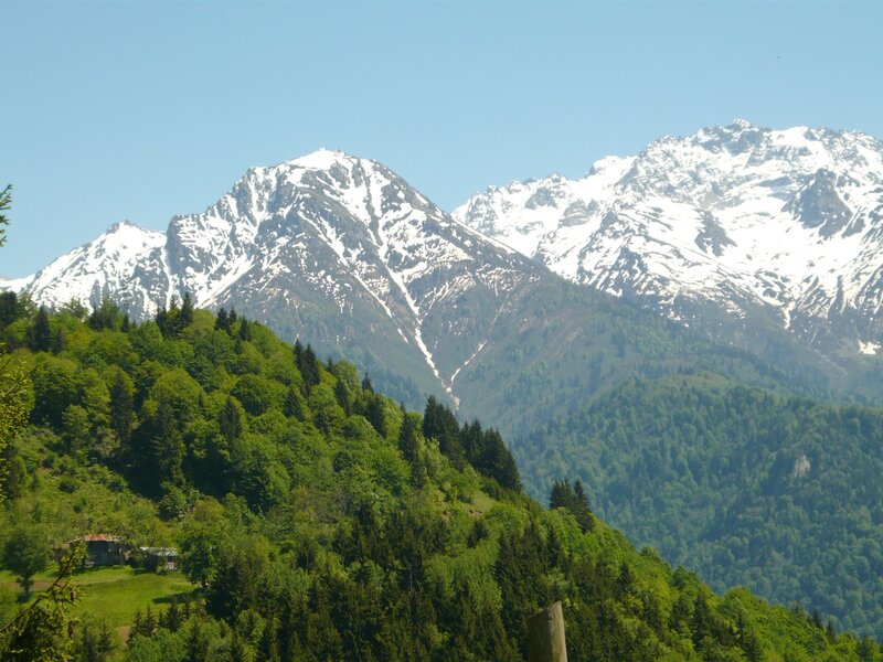 Snow-capped mountains and green forest