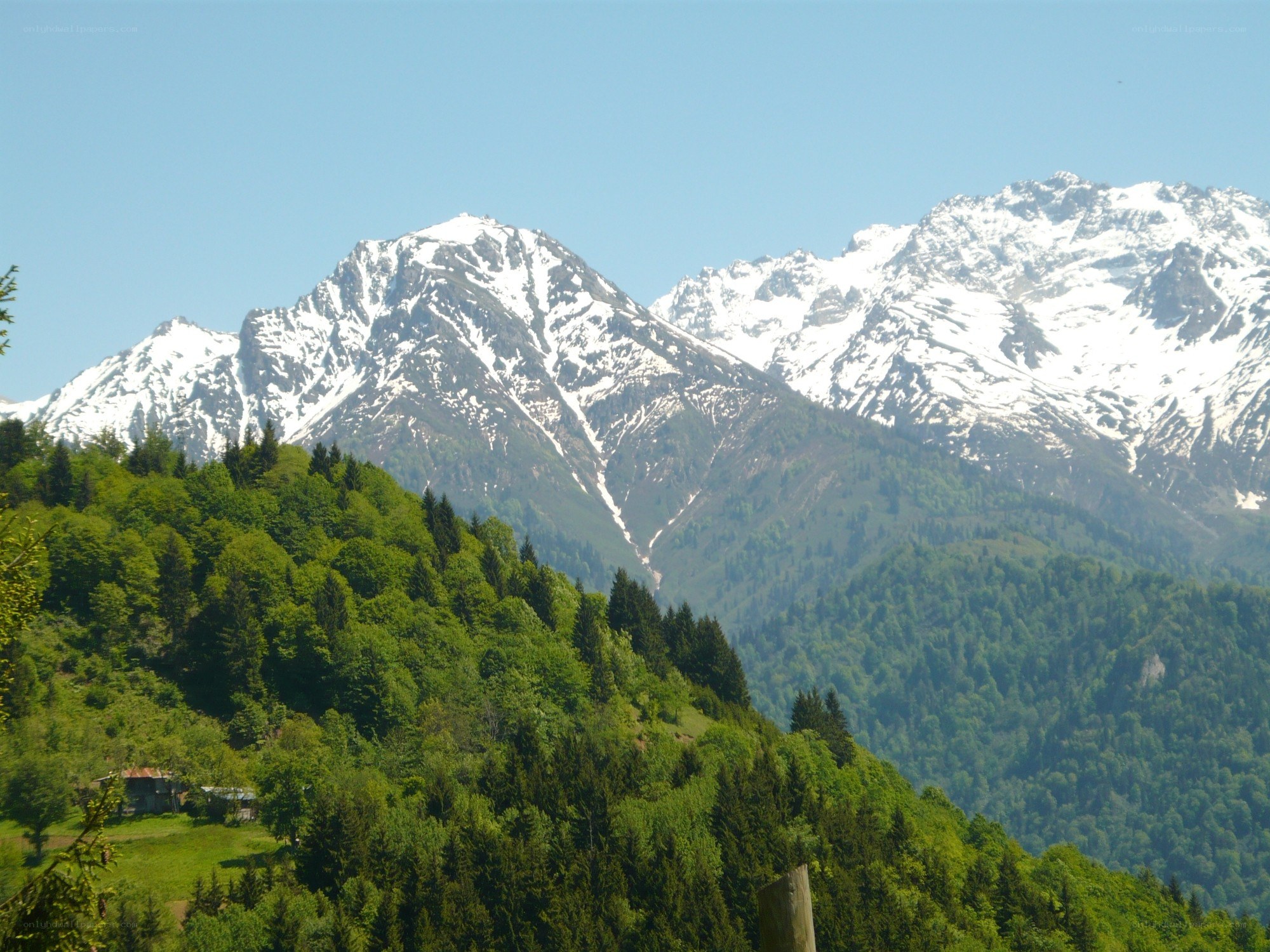 Snow-capped mountains and green forest