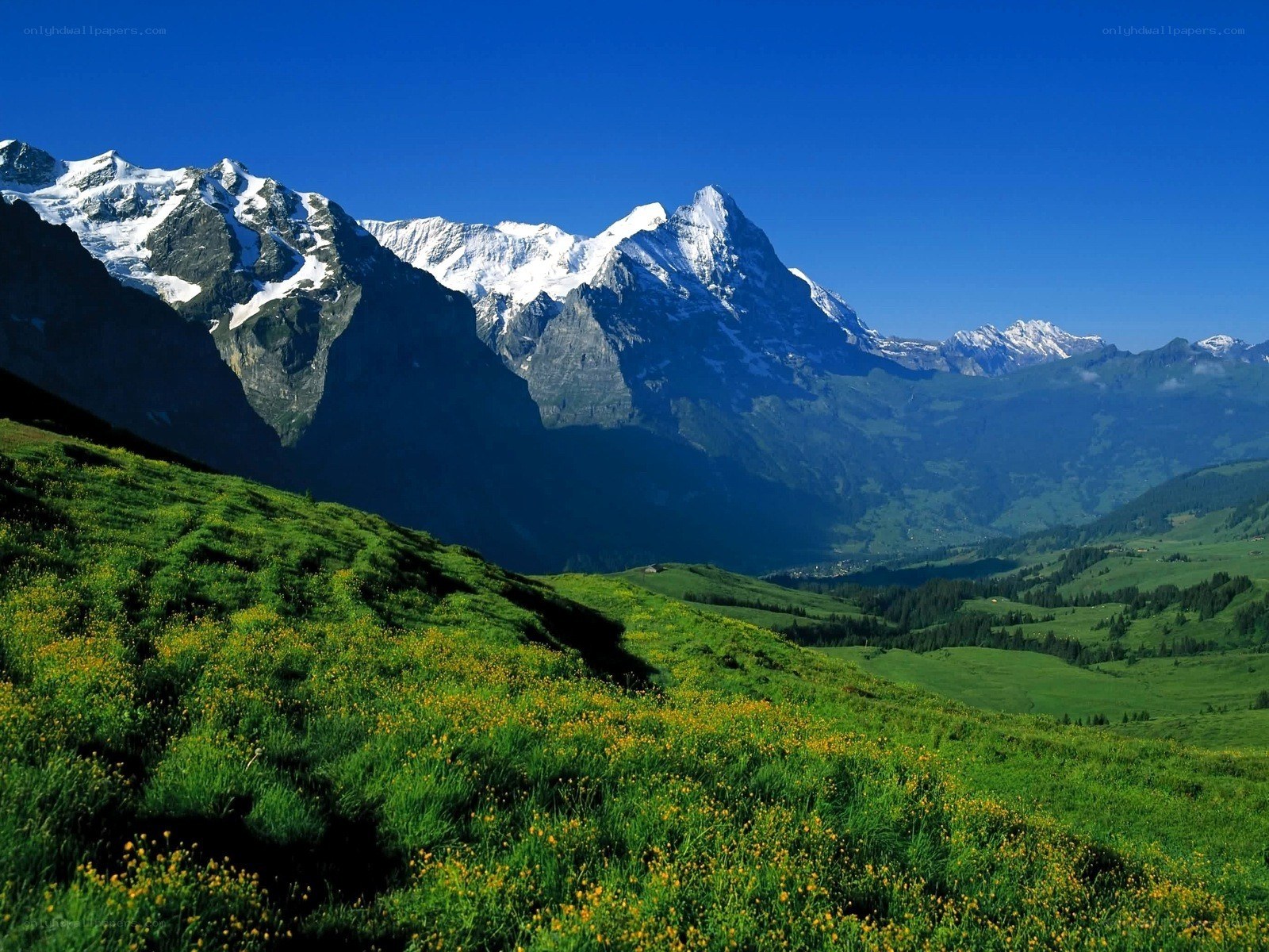 Snow-capped mountains and green meadows