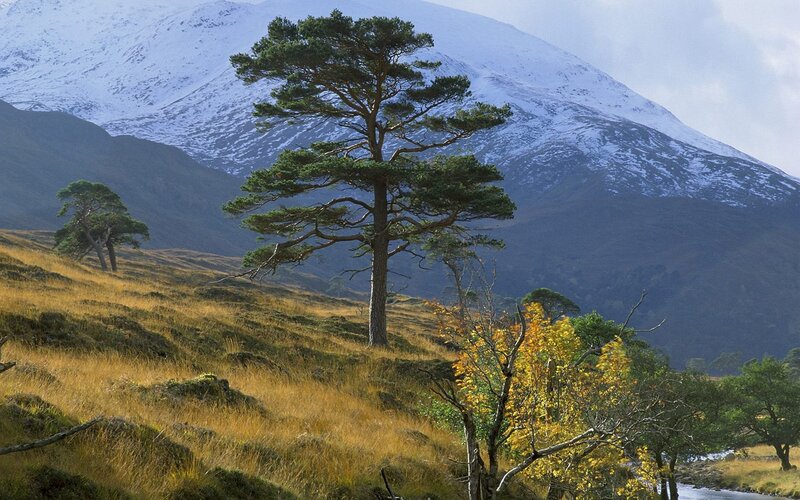 Snow-capped mountains and lone pine