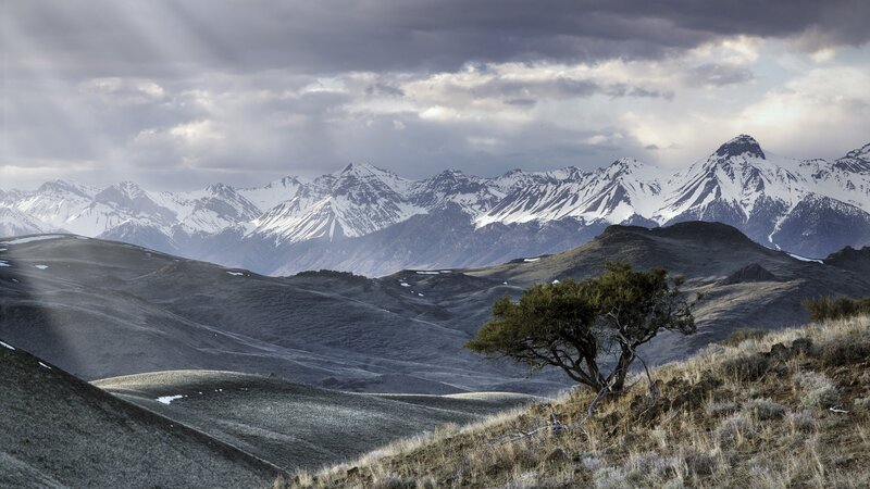 Snow-capped mountains and lone tree
