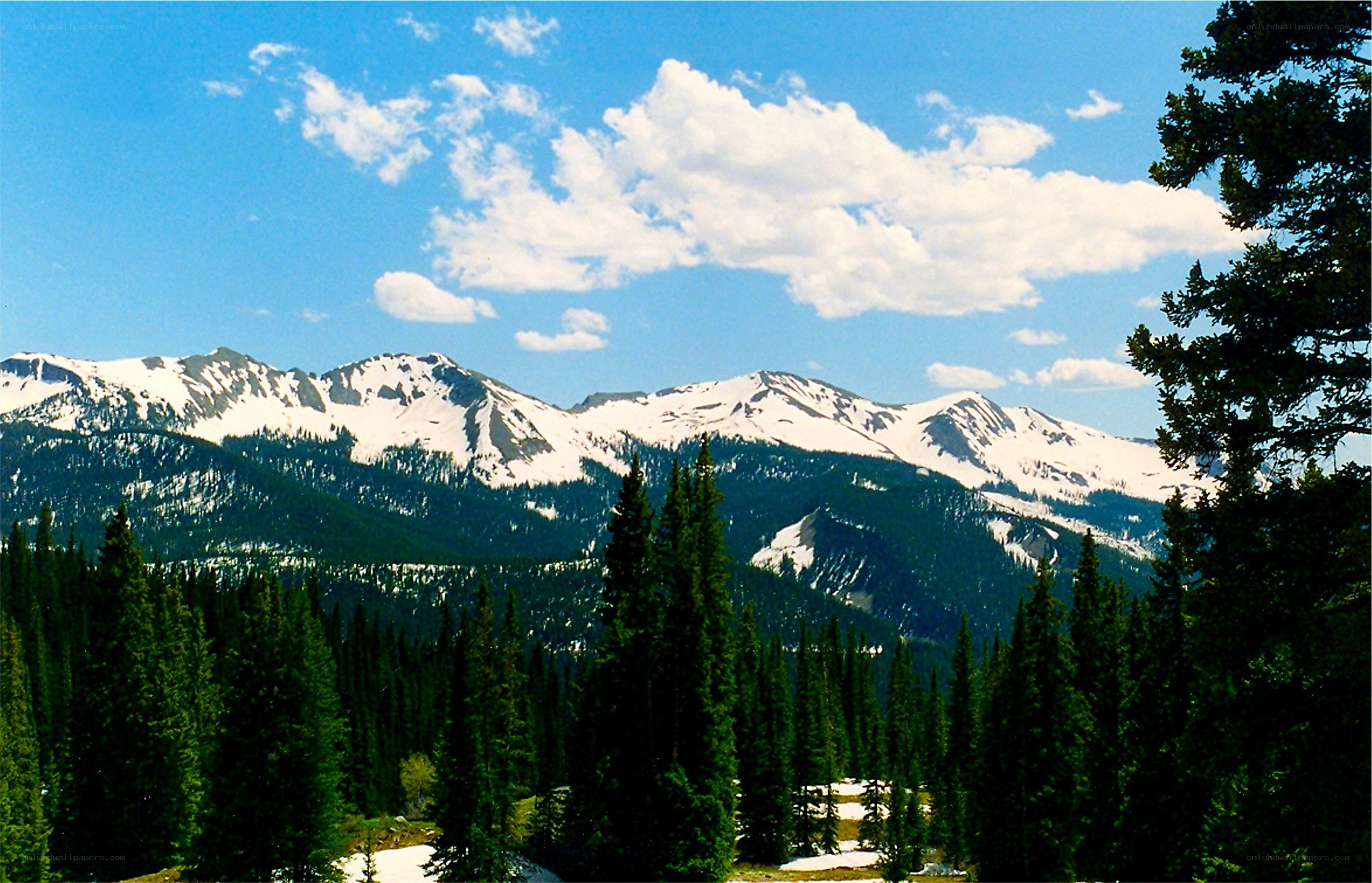 snow-capped mountains and pine forest