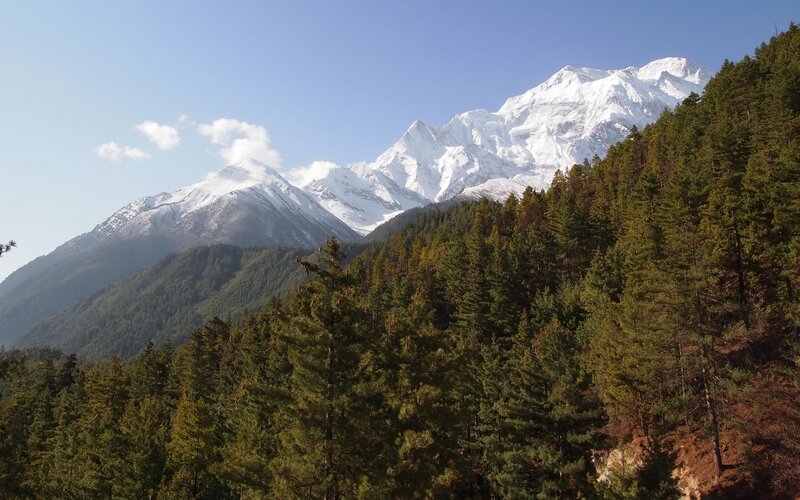 snow-capped mountains and pine forest