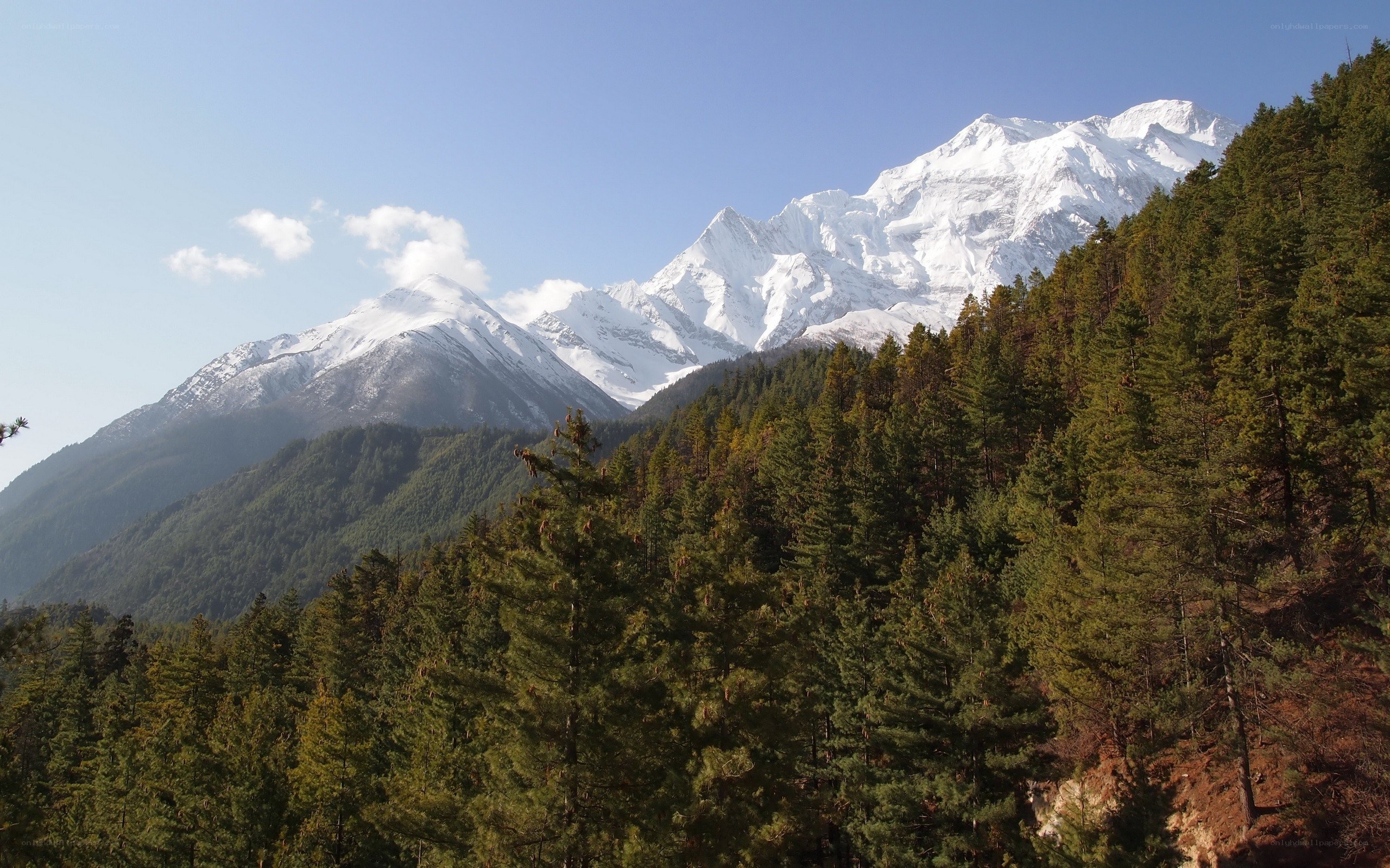 snow-capped mountains and pine forest