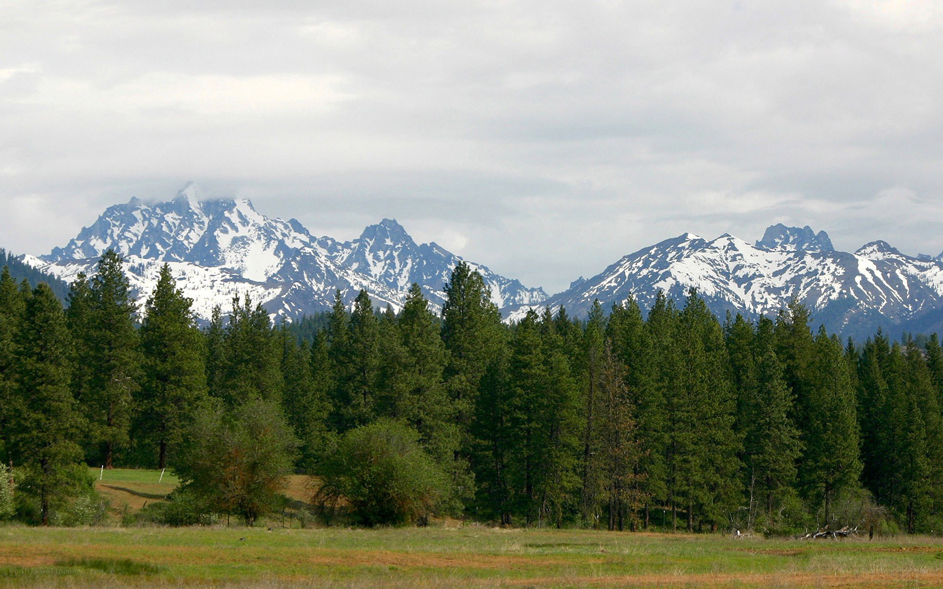 snow-capped mountains and pine forest