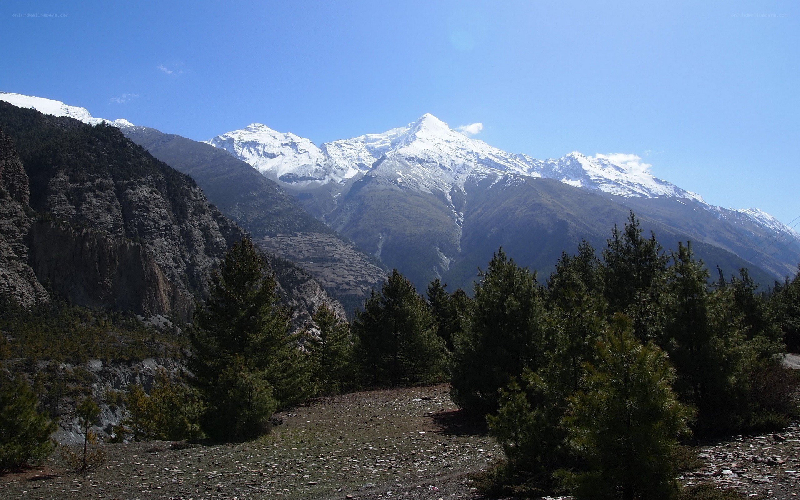 Snow-capped mountains and pine trees