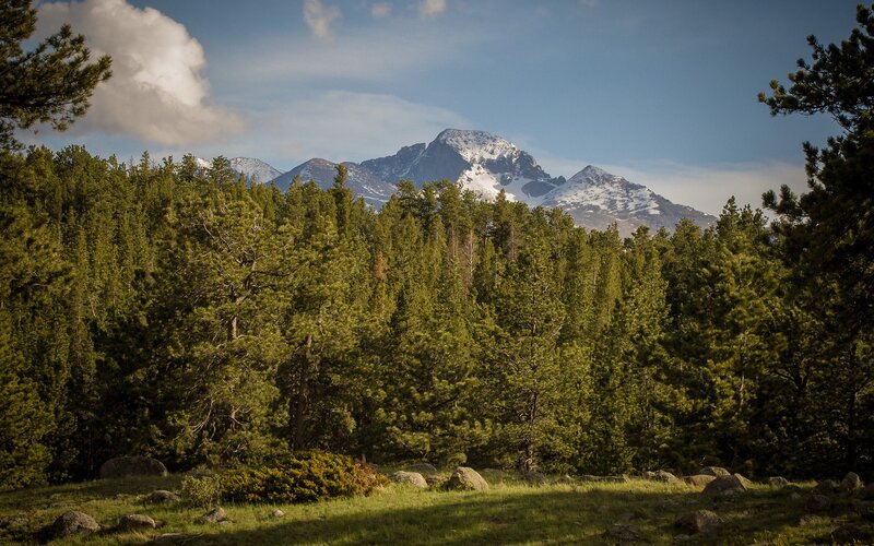 Snow-capped mountains behind forest