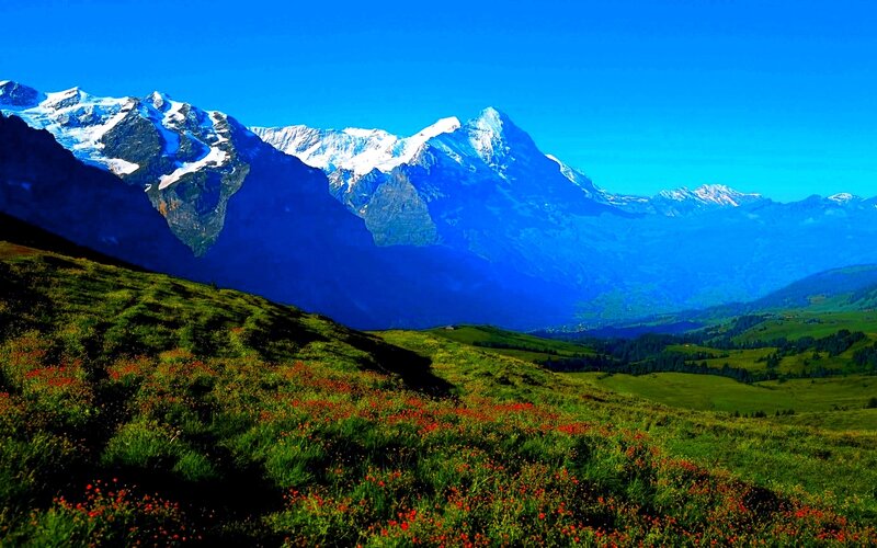 Snow-capped Mountains — Blue, Serene, Afternoon, Photograph, Flowers