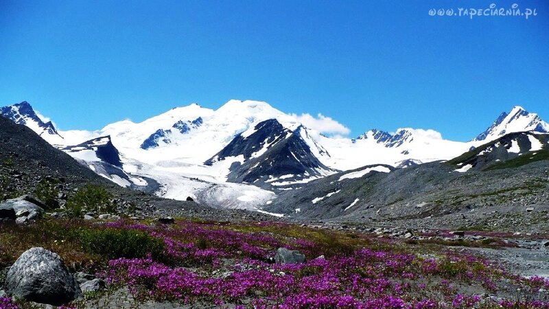 Snow-capped Mountains — Blue, Serene, Summer, Photograph, Flowers, Rocks