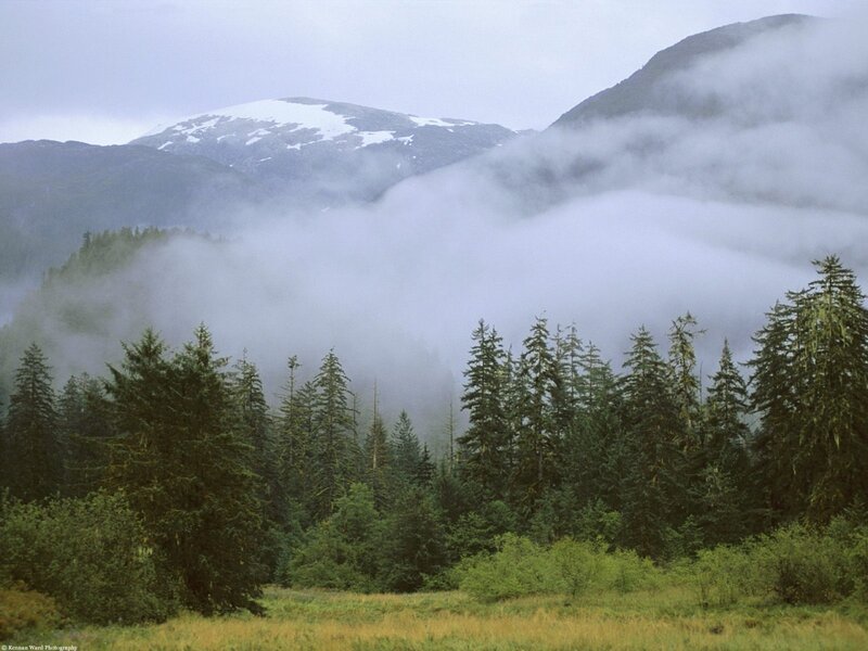 Snow-capped Mountains — Green, Misty, Photograph, Forest