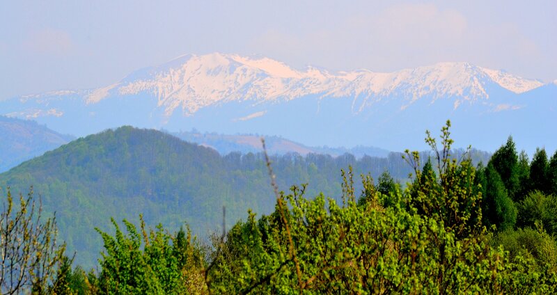 Snow-capped Mountains — Green, Serene, Spring, Photograph, Forests