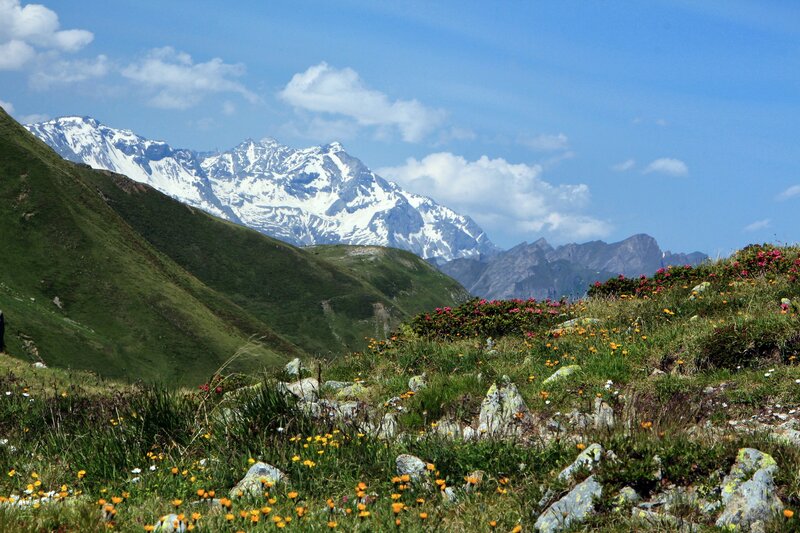Snow-capped Mountains — Green, Serene, Summer, Photograph, Flowers