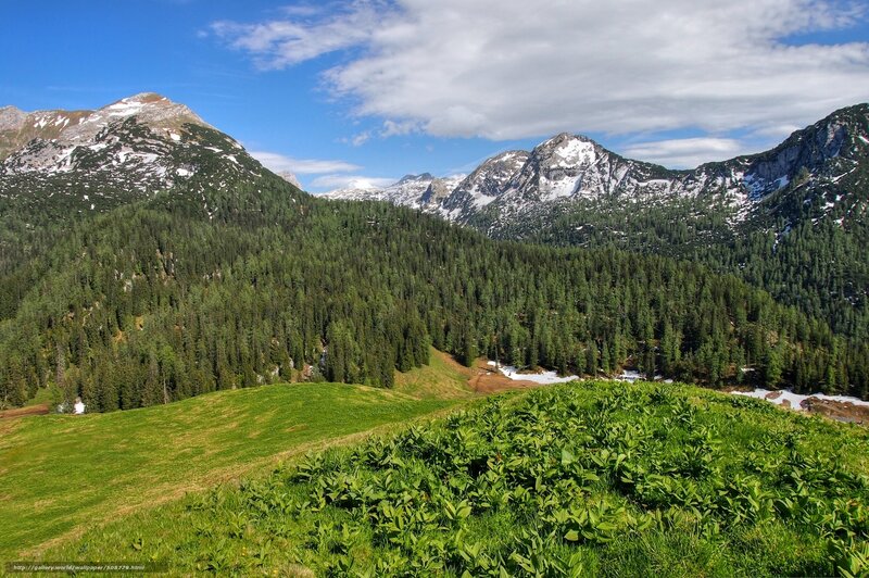 Snow-capped Mountains — Green, Serene, Summer, Photograph, Forests