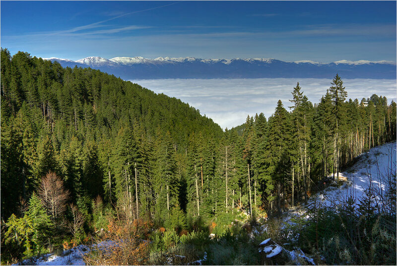 Snow-capped Mountains — Green, Serene, Winter