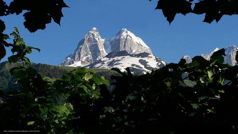 Snow-capped mountains through foliage