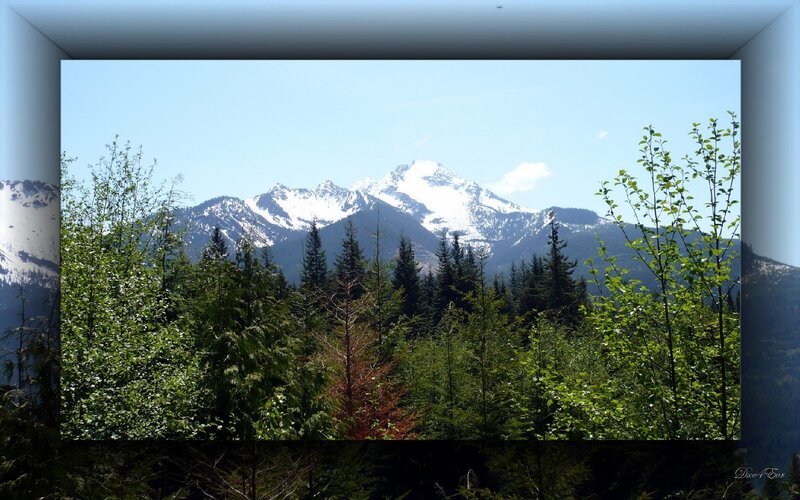 Snow-capped mountains through forest
