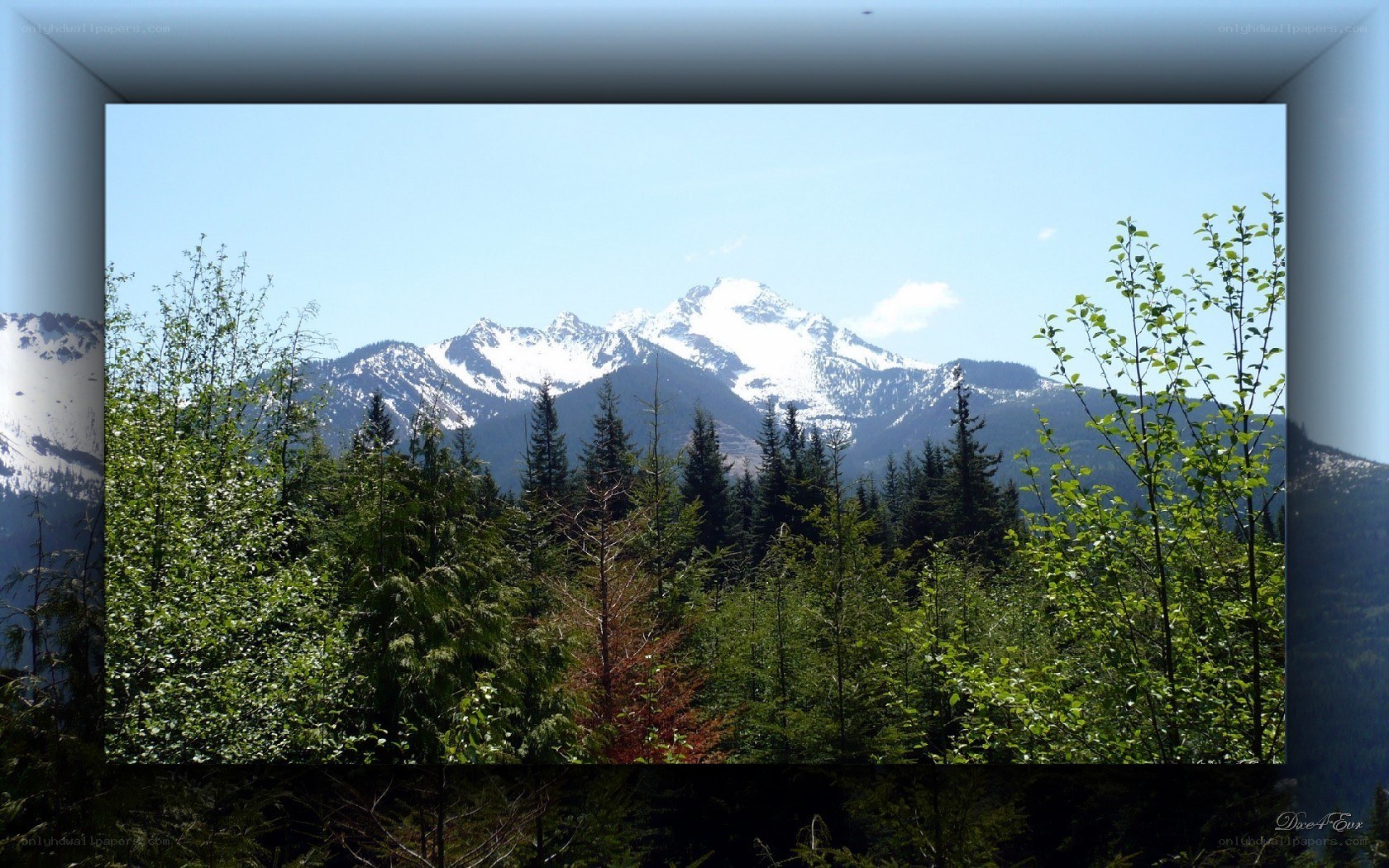 Snow-capped mountains through forest
