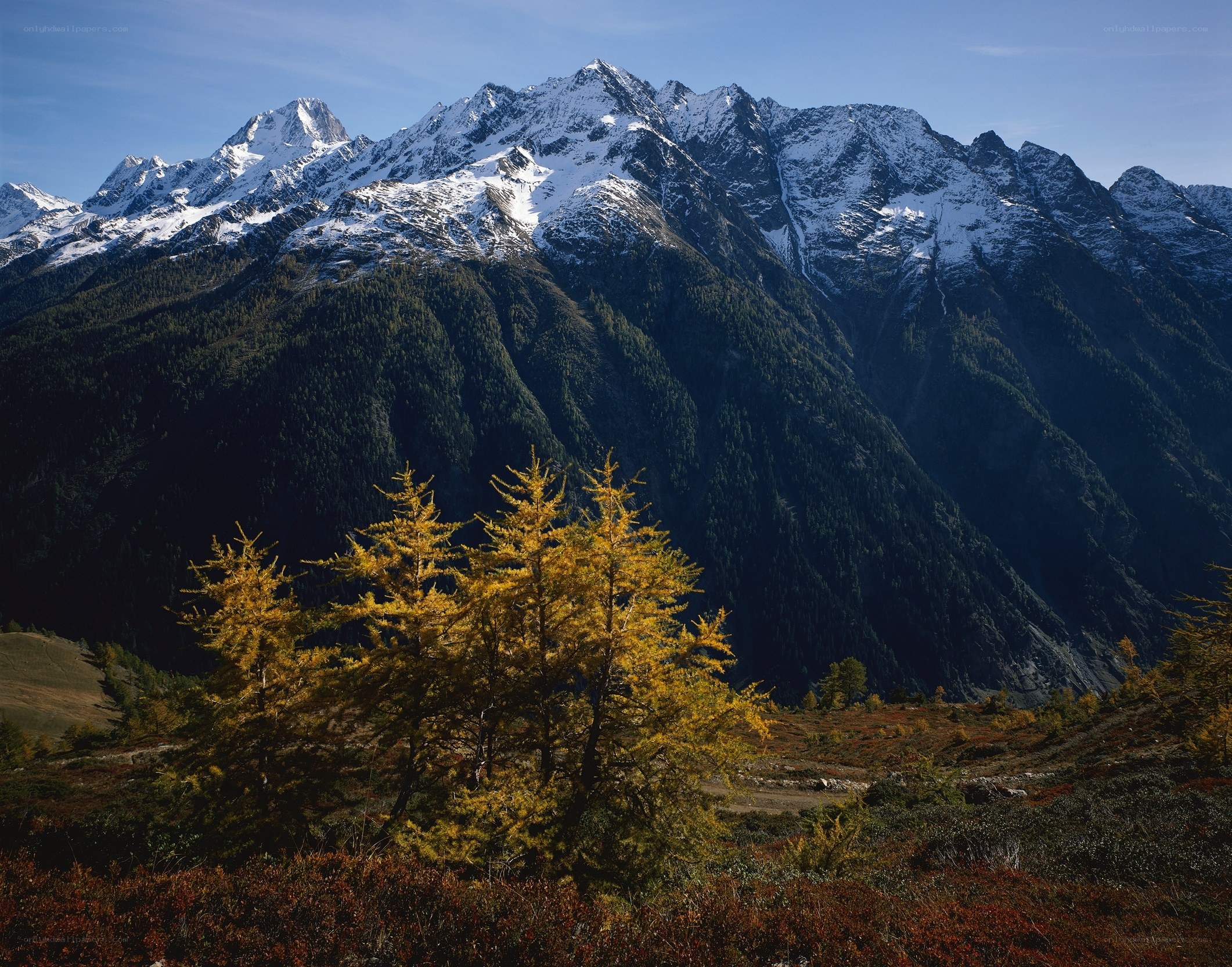 Snow-capped mountains with autumn trees