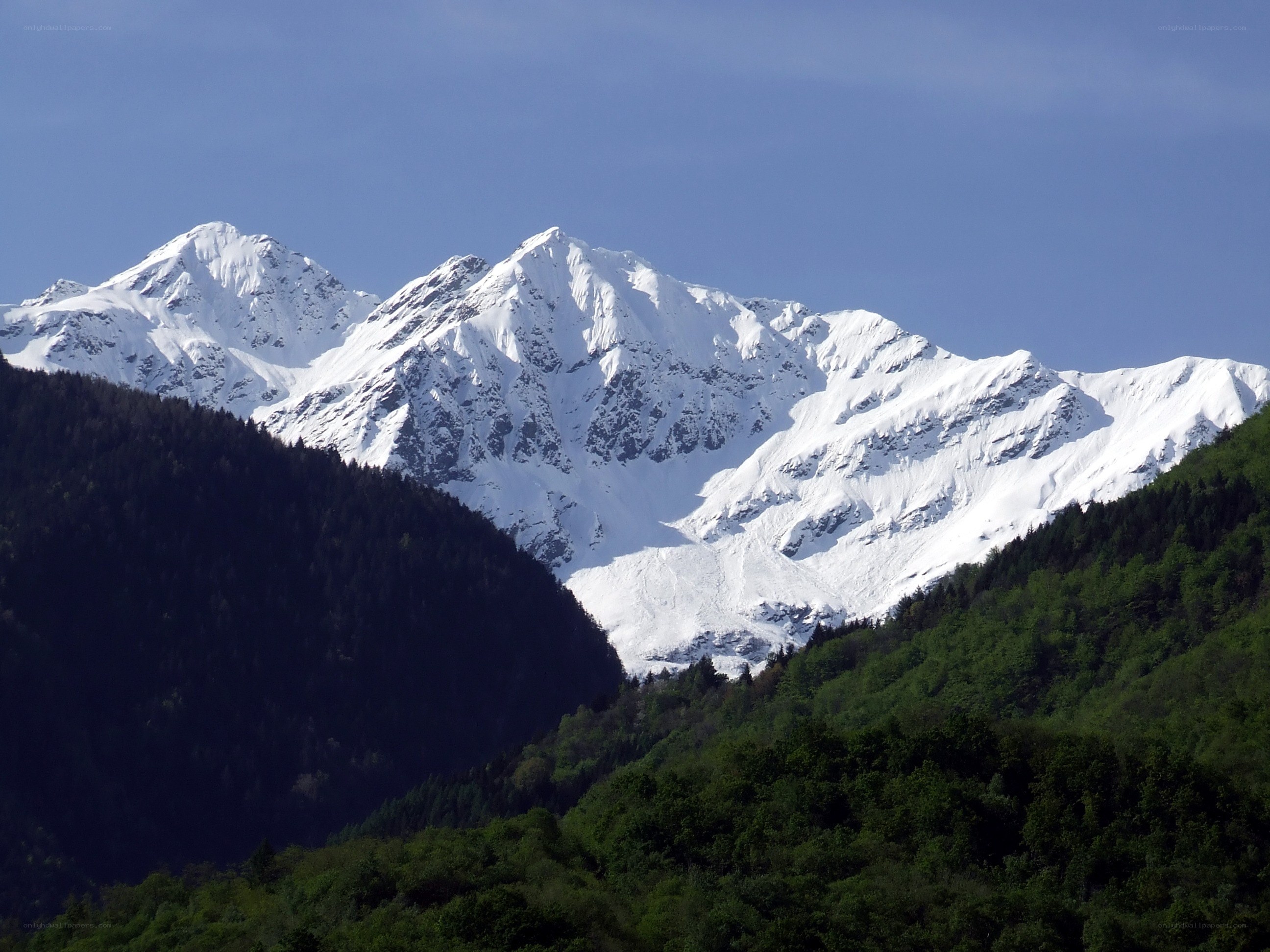 Snow-capped mountains with forest