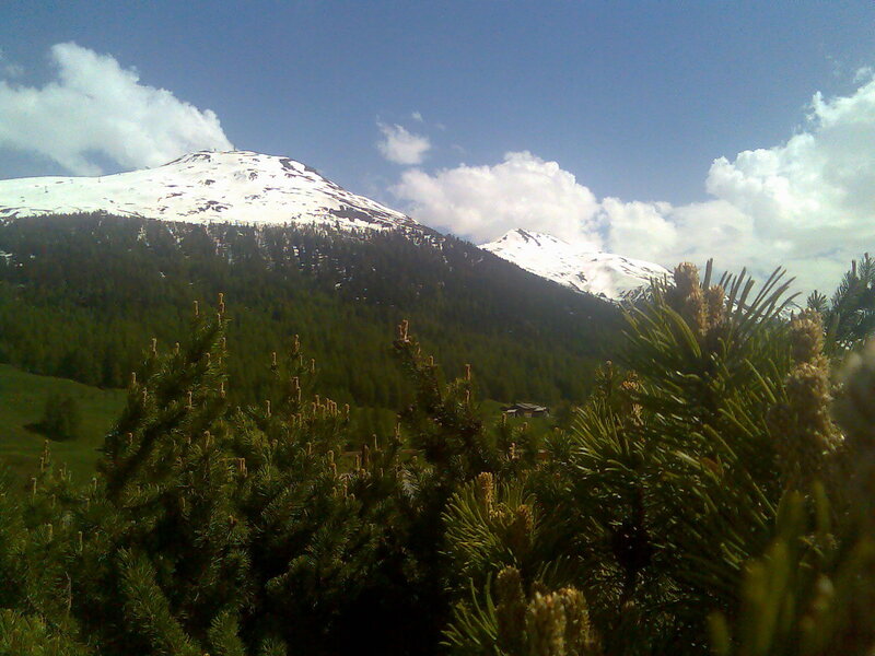 Snow-capped mountains with pine trees