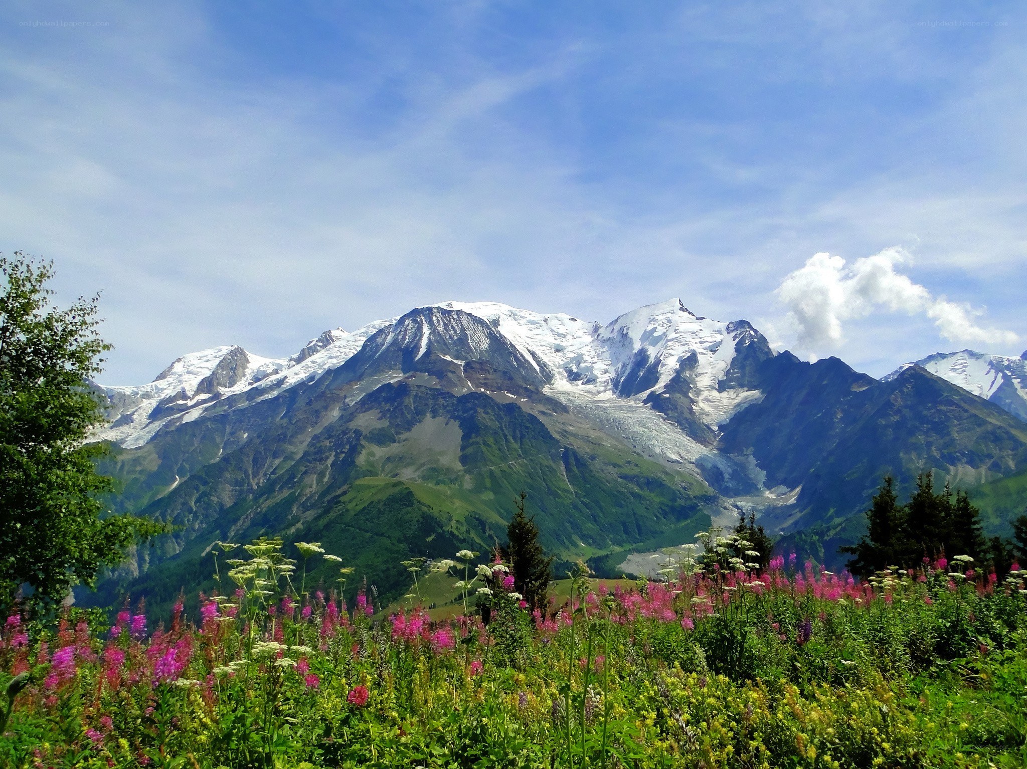 Snow-capped mountains with wildflowers