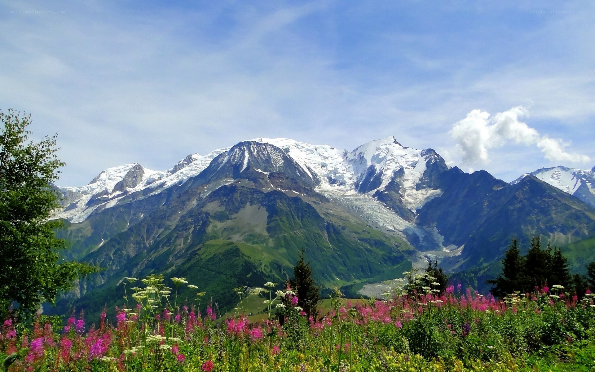 Snow-capped mountains with wildflowers