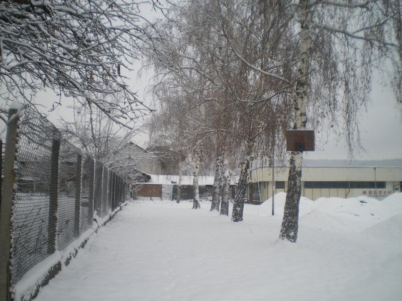 Snow-covered Alley with Trees