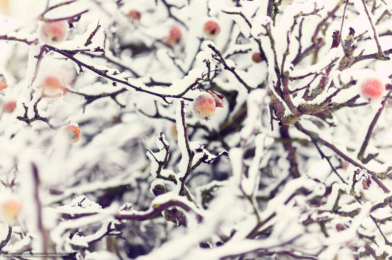 Snow-covered apple branches