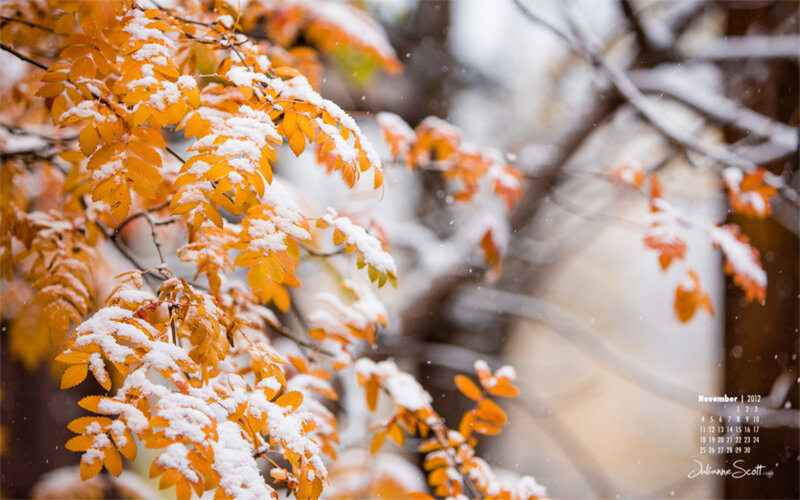 Snow-covered Autumn Leaves — Orange, Calm