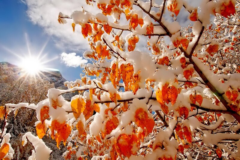 Snow-covered Autumn Leaves — Orange, Dramatic