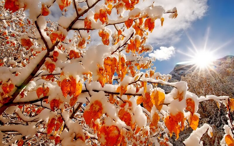Snow-covered Autumn Leaves — Orange, Dramatic, Winter