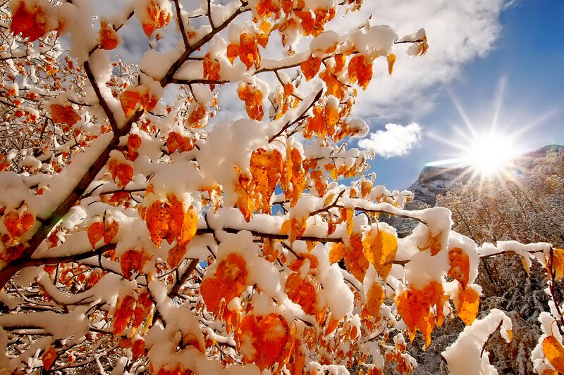 Snow-covered Autumn Leaves — Orange