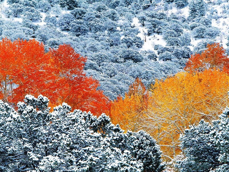 Snow-covered Autumn Trees