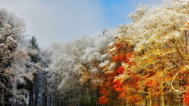 Snow-covered Autumn Trees — White