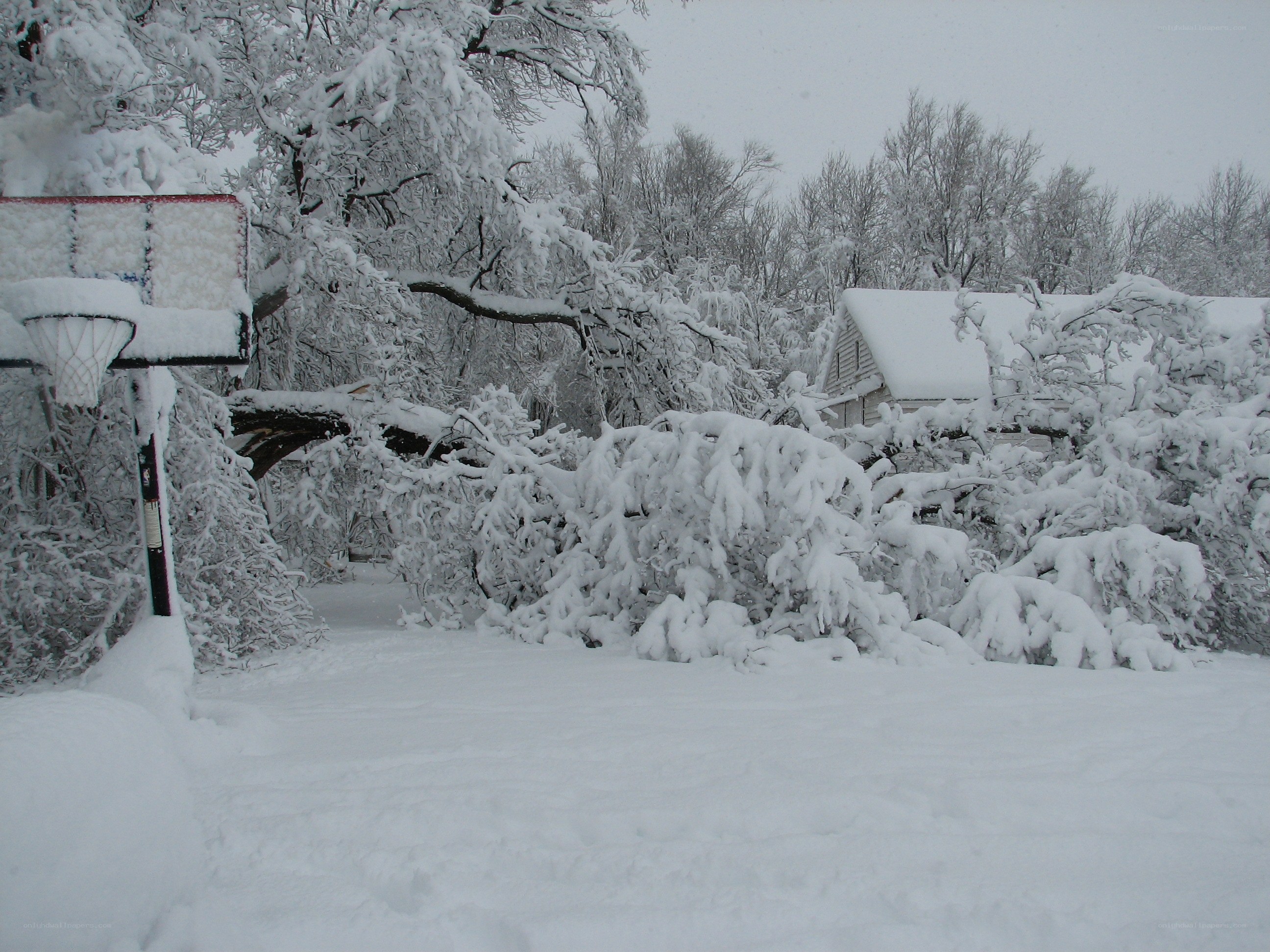 Snow-covered backyard scene