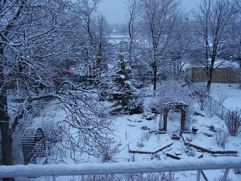 Snow-covered Backyard — White, Calm
