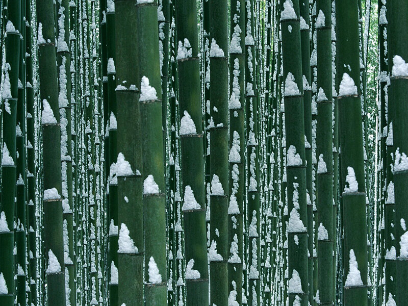 snow-covered bamboo forest