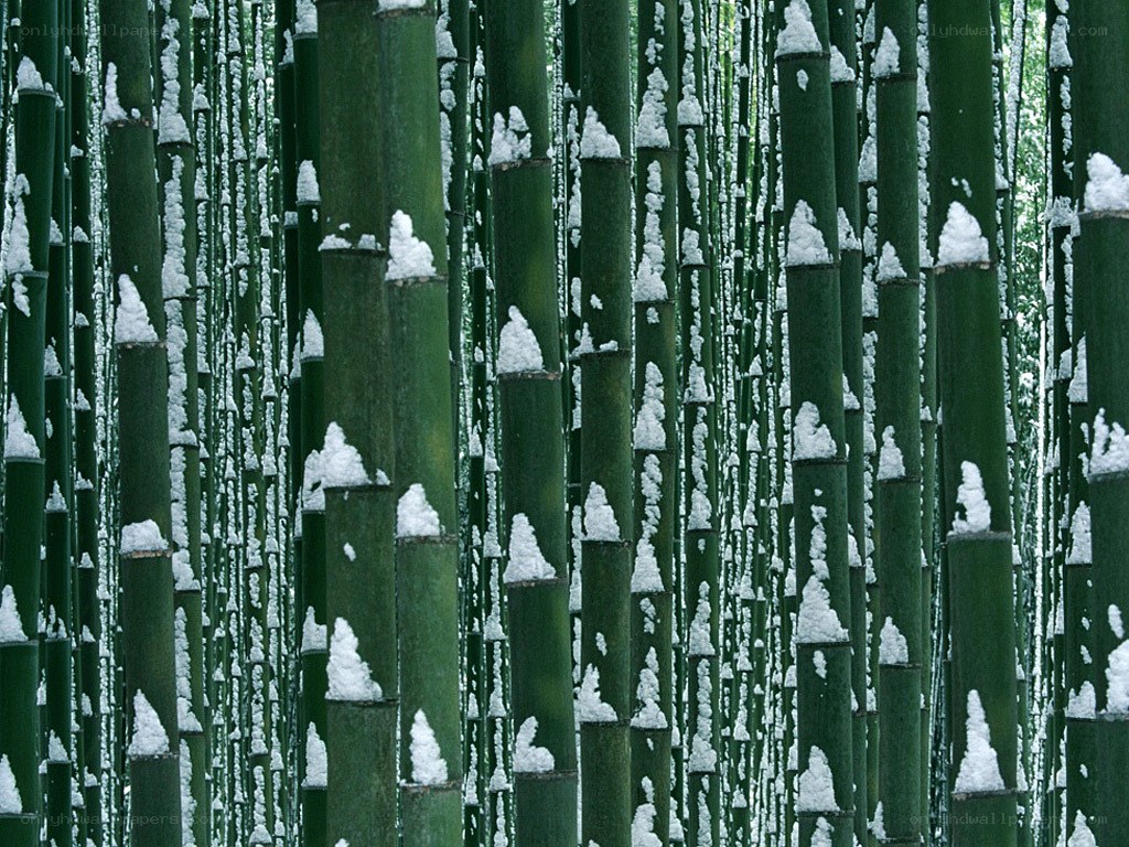 snow-covered bamboo forest