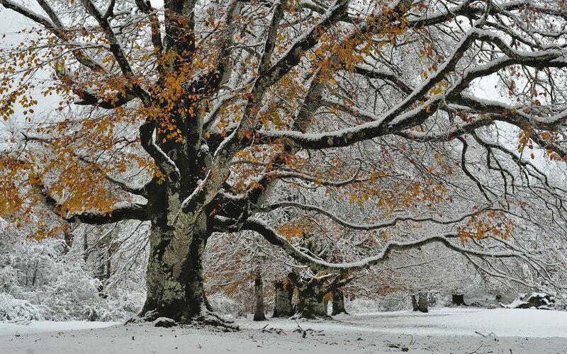 Snow-covered Beech Tree