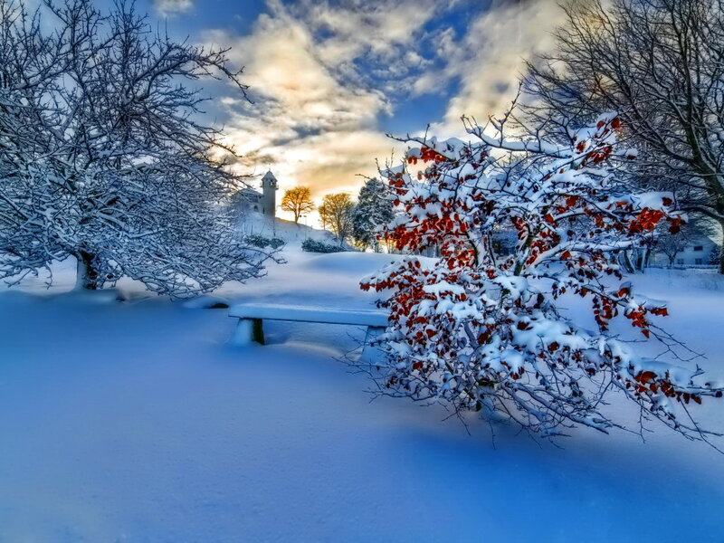 Snow-covered Bench — Blue, Serene, Winter, Photograph, Trees