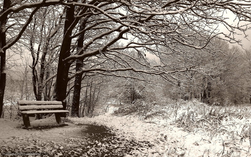 Snow-covered Bench in Forest — Black, Serene