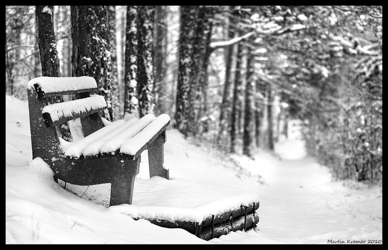 Snow-covered Bench in Forest — Black