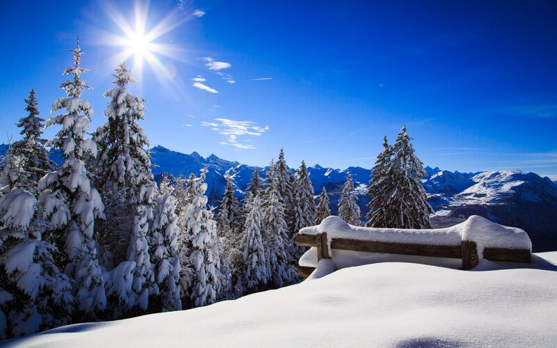 Snow-covered Bench in Forest — Blue, Serene