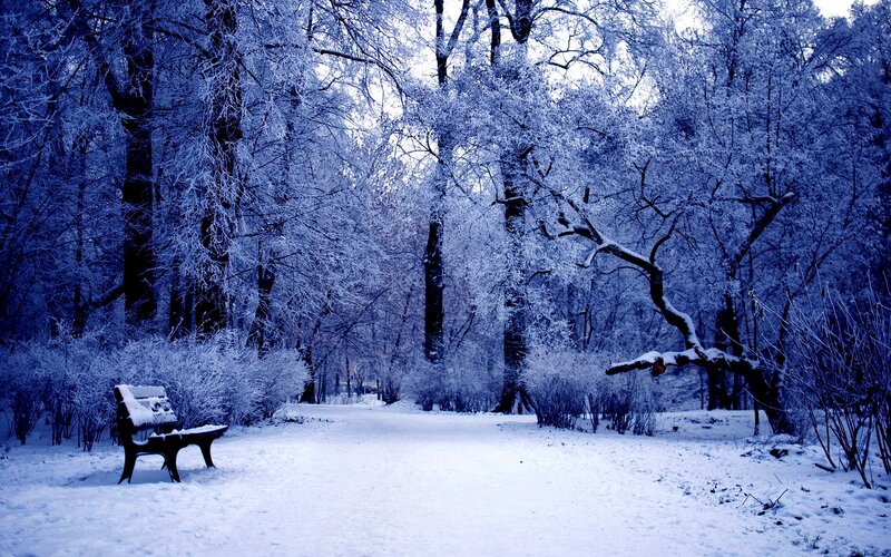 Snow-covered Bench in Forest — Blue